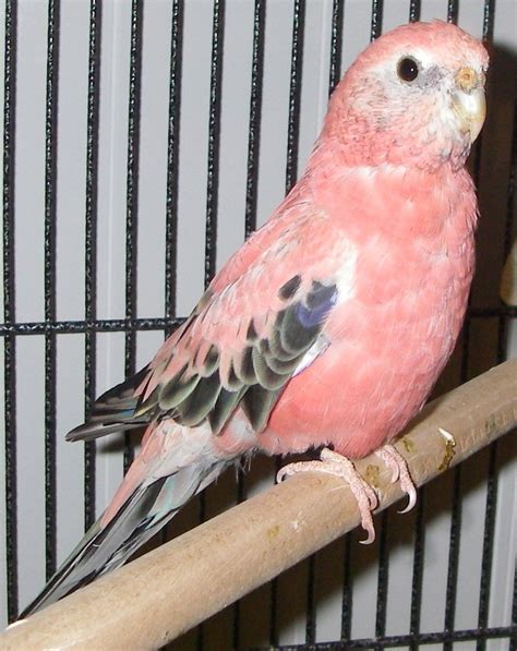 Best ideas about Pink Bourke, Bourke Parakeet's and Rosy Bourke on Pinterest | Finches, Sweet ...