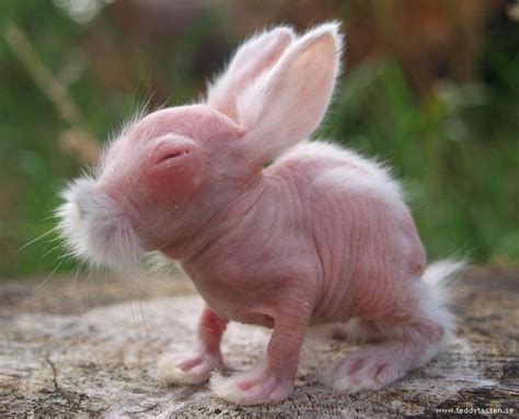 ugly rabbit that i found in a forest | monsters | Pinterest | I love, The o'jays and It is