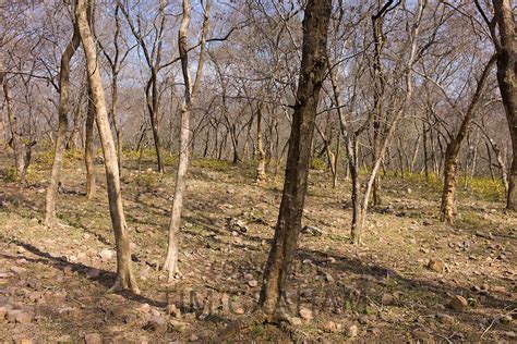 Dhok Trees at Ranthambhore, India | TIM GRAHAM