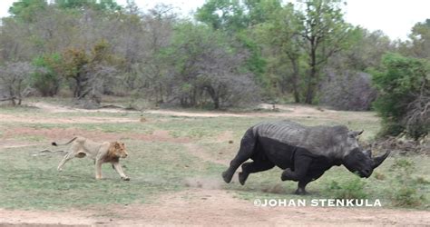 Lion vs. Rhino - Guide stories, encounters and anecdotes... - Safaritalk