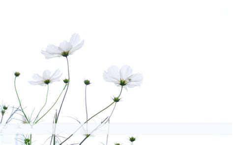 View 10 Minimalist Aesthetic Laptop Wallpaper Flowers - aboutweaktoon