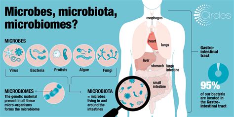 A new EU funded project: Human Microbiome Action – Towards Better ...