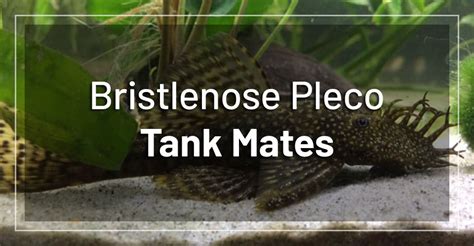 15 Best Bristlenose Pleco Fish Tank Mates (Beginner Friendly)