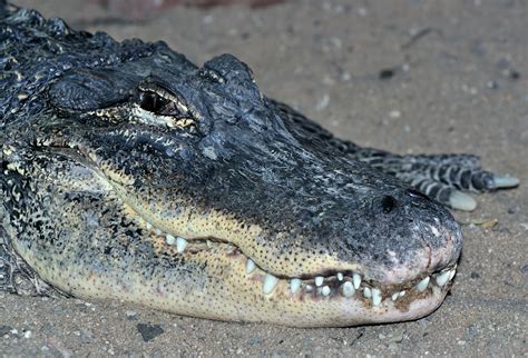 Datei:Alligator mississippiensis qtl1.jpg – Wikipedia