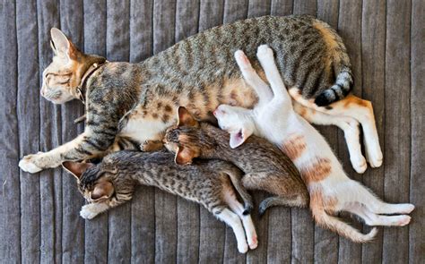 Cat Gestation: How Long Are Cats Pregnant Before Giving Birth? | Discover Magazine