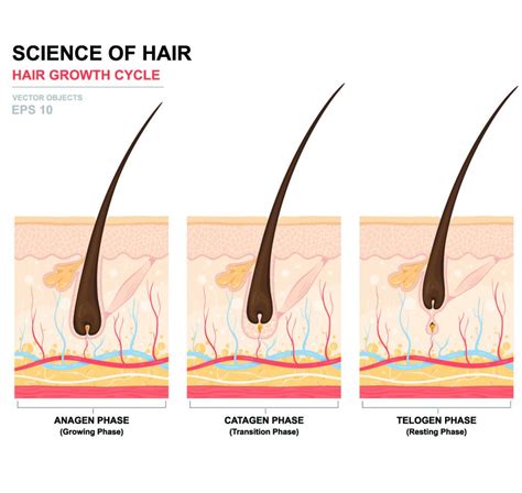 Anatomy of hair | MHRA Australia