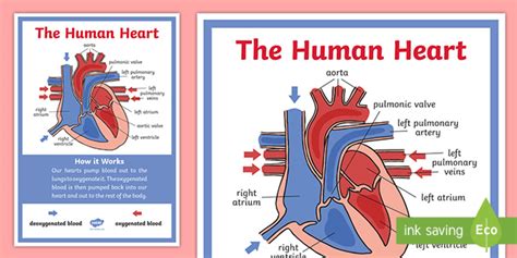 Human Heart Diagram