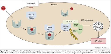 Figure 1 from GID1-mediated gibberellin signaling in plants. | Semantic ...