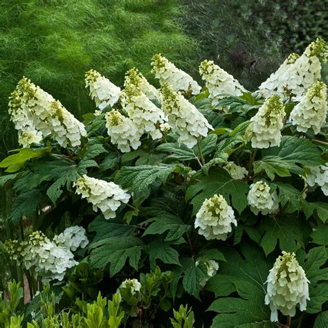 Alice Oakleaf Hydrangeas for Sale – FastGrowingTrees.com