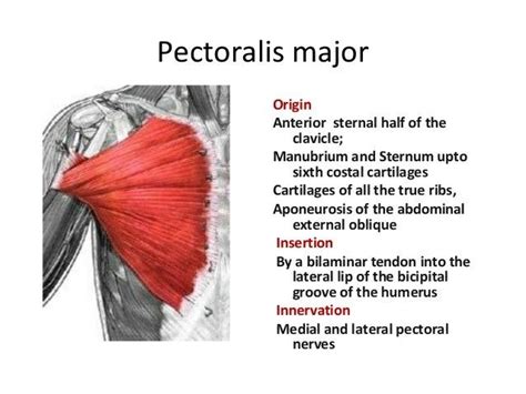 Pectoralis major... | Muscle anatomy, Pectoral muscles, Anatomy