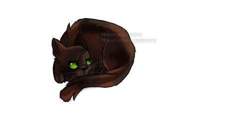 Tawnypelt by Moray-Stella on DeviantArt