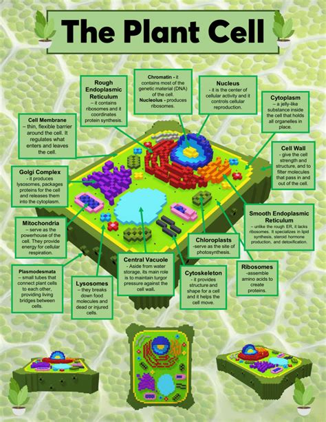 Plant Cell Parts and Functions