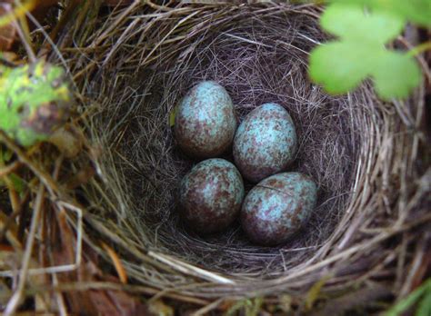 The Flycatcher: White-crowned Sparrow nest