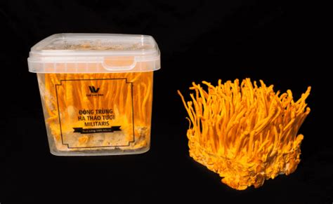 Cordyceps Militaris (fresh)