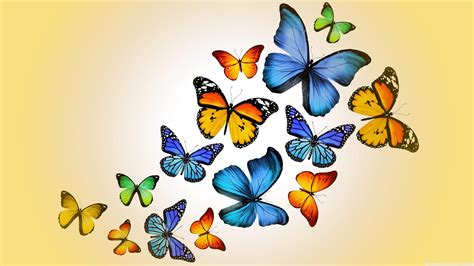 Butterfly 4K HD Wallpapers - Top Free Butterfly 4K HD Backgrounds ...