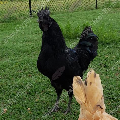 Ayam Cemani Roosters For Sale | Ayam Cemani Breeder| Gypsy Shoals Farm