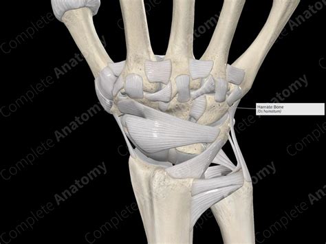 Hamate Bone | Complete Anatomy