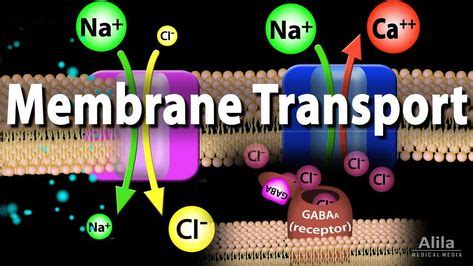 Membrane Transport, Animation in 2020 | Cell transport, Plasma membrane, Cell membrane