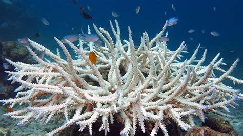 The Curious Case of Andaman and Nicobar’s Degraded Coral Reefs | THE BASTION