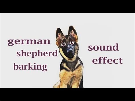 How A German Shepherd Barking Sound / Sound Effect / Animation - YouTube