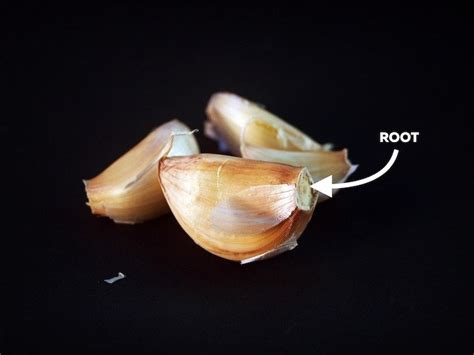 How To Successfully Grow Garlic From A Single Clove - South Asian Research Publishing Organization