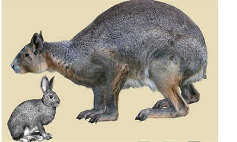 Art illustration - Prehistoric Mammals - Nuralagus Rex: (The giant rabbit of Menorca) was a ...