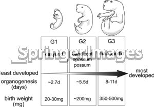 Reproduction/ Development System - Raccoons Resources