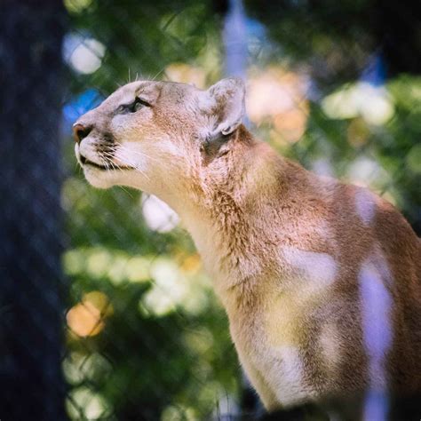 Photo gallery: Wild and wonderful creatures at the West Virginia Wildlife Center