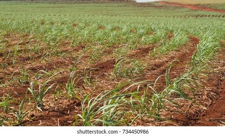 Sugar Cane Plantation Stock Photo 734450986 | Shutterstock