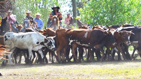 Free photo: Cattle Drive - Activity, Animal, Buffalo - Free Download - Jooinn