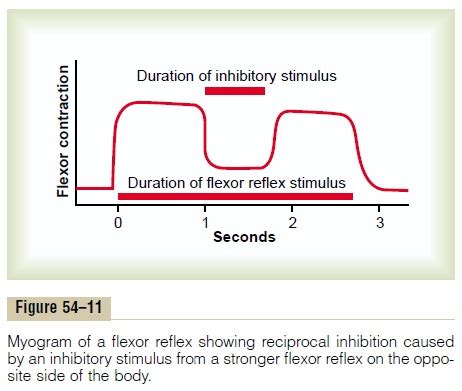 Reciprocal Inhibition and Reciprocal Innervation