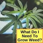 What Do I Need To Grow Weed? (With Indoor Grow Room Checklist)