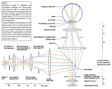 Figure 3 from Symmetrical Ray Diagrams of the Optical Pathways in Light ...