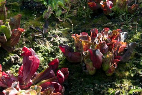 Bog Plants – Some of our most unusual and beautiful native species ...