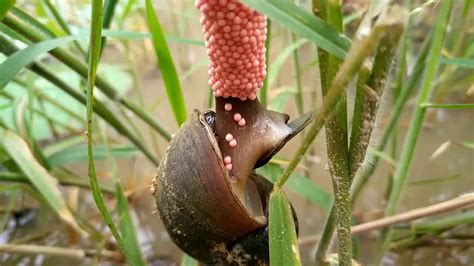 Golden apple snail laying eggs "Amazing in local" - YouTube