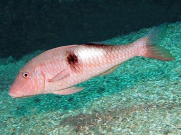 Sidespot Goatfish - Parupeneus pleurostigma - Goatfishes - - Tropical Reefs