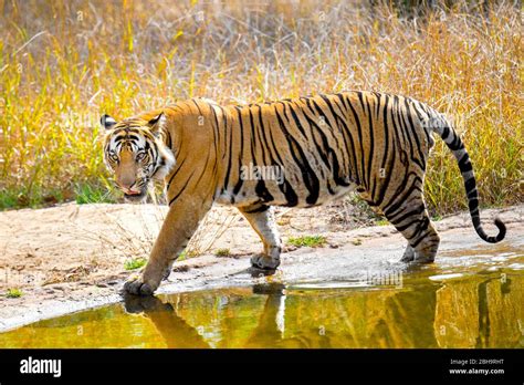 Side view of Bengal tiger, India Stock Photo - Alamy