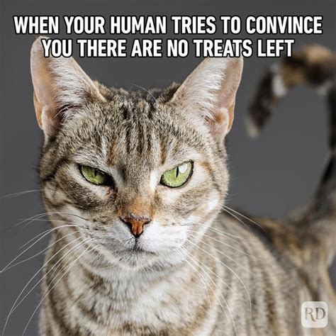 71 Funny Cat Memes You'll Laugh at Every Time | Hilarious Cat Memes