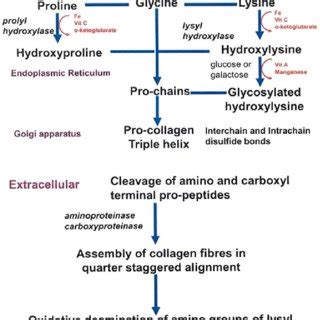 Collagen synthesis. Synthesis of collagen in human cells, such as... | Download Scientific Diagram