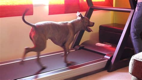 Treadmill Training for Dogs - YouTube