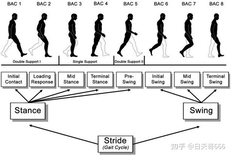 走路过程你腿在变刚度？什么是变刚度？原来这么简单！ - 知乎