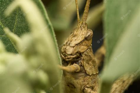 Premium Photo | Many details of a brown grasshopper on green grass