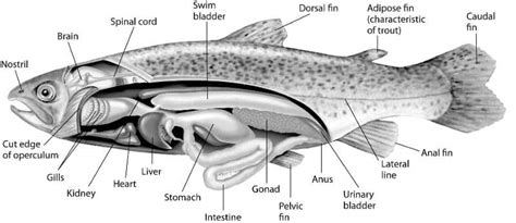 Swim Bladder Disease Information for Tropical Fish Owners | Fishkeeping Advice