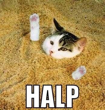 Somebody Help Me!! | Funny cat pictures, Cats and kittens, Cats