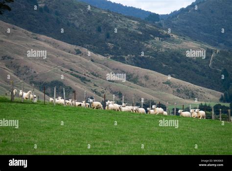 Sheep farm New Zealand Stock Photo - Alamy