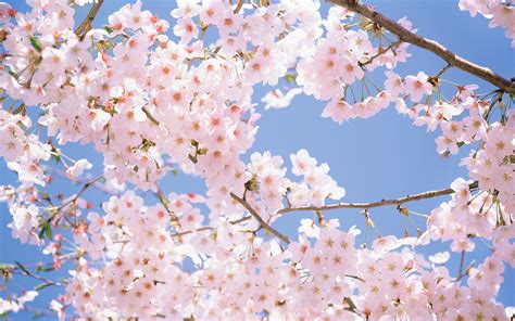 Cherry Blossom Wallpaper 4k Pc Aesthetic - IMAGESEE