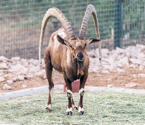 A Wild Animal Nubian Ibex with Big Horns Stock Image - Image of ...