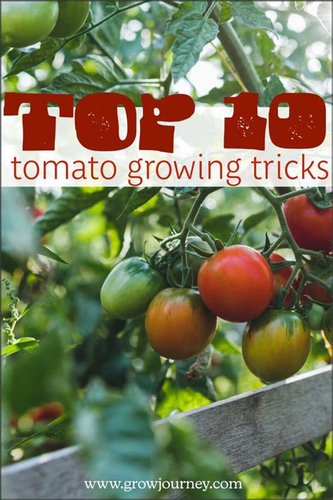 top-ten-tomato-growing-tricks-2 - GrowJourney