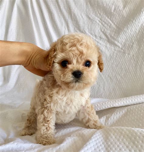 teacup maltipoo puppy for sale! | iHeartTeacups