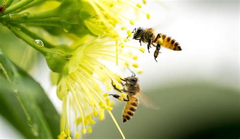 Which Crops and Plants Are Pollinated By Honey Bees? - WorldAtlas.com